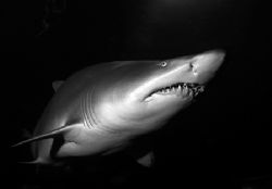 Sand Tiger Shark. Nikon D70. 14mm lens. by Grant Kennedy 